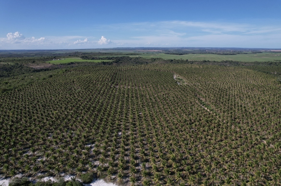 Vista aérea da plantação de coco verde da Fazenda Tiririca em Sergipe
